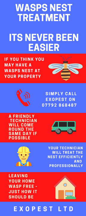 wasp nest removal middlesbrough